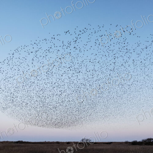 Spectacular murmuration of starlings, a swooping mass of thousands of birds in the sky. Spectacular murmuration of starlings, a swooping mass of thousands of birds in the sky.