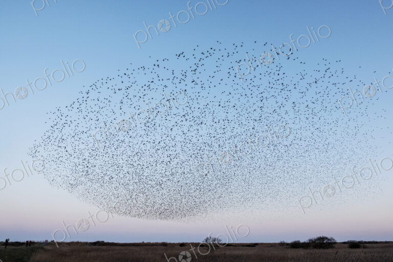 Spectacular murmuration of starlings, a swooping mass of thousands of birds in the sky.