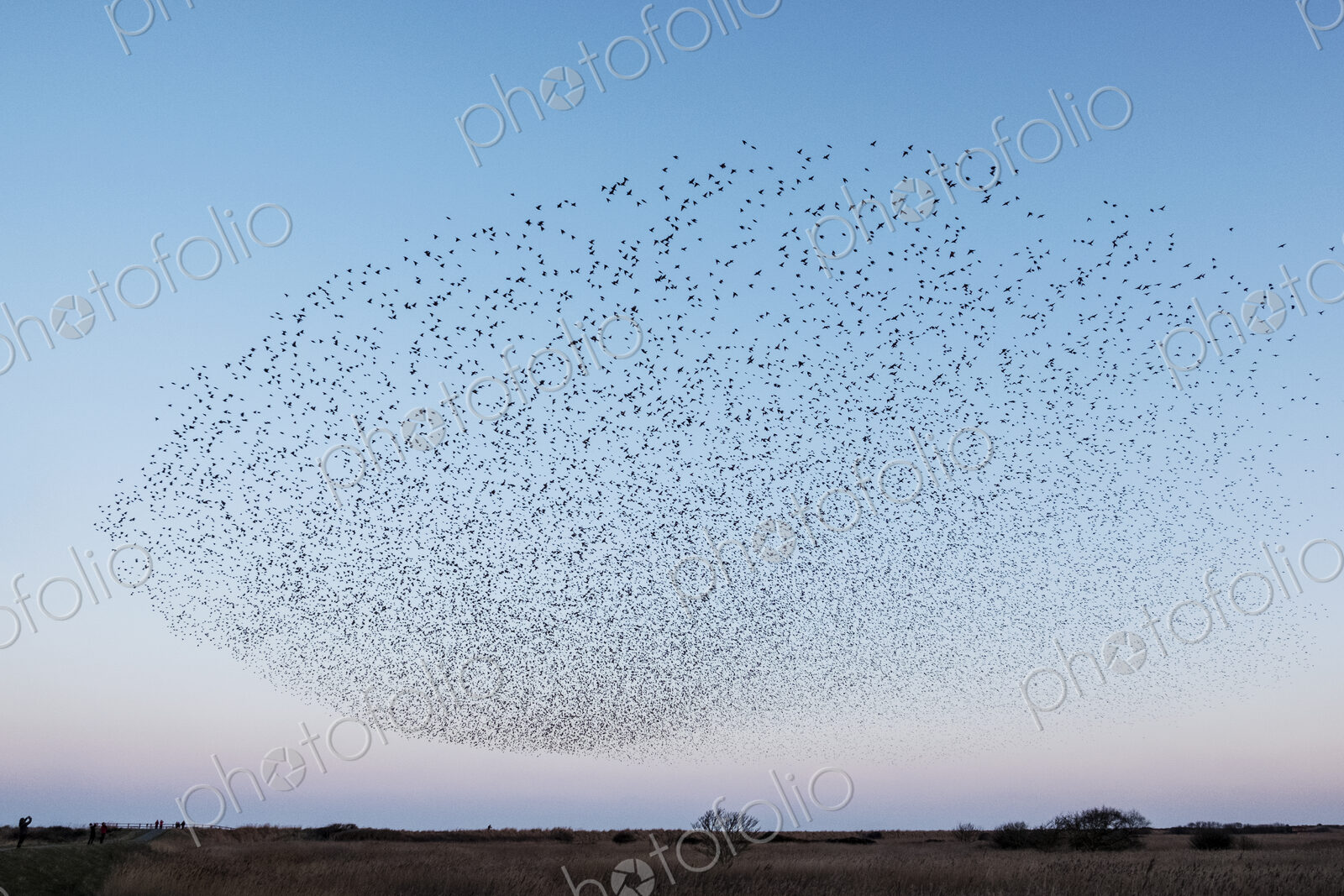 Spectacular murmuration of starlings, a swooping mass of thousands of birds in the sky.
