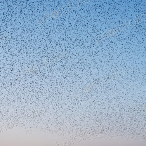 Spectacular murmuration of starlings, a swooping mass of thousands of birds in the sky. Spectacular murmuration of starlings, a swooping mass of thousands of birds in the sky.