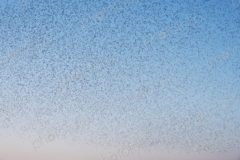 Spectacular murmuration of starlings, a swooping mass of thousands of birds in the sky.