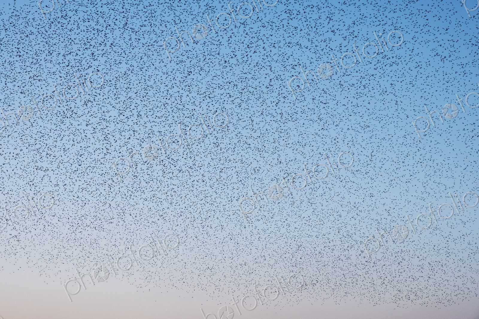 Spectacular murmuration of starlings, a swooping mass of thousands of birds in the sky.