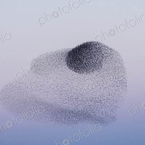 Spectacular murmuration of starlings, a swooping mass of thousands of birds in the sky. Spectacular murmuration of starlings, a swooping mass of thousands of birds in the sky.