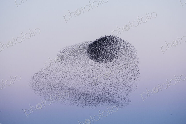 Spectacular murmuration of starlings, a swooping mass of thousands of birds in the sky.