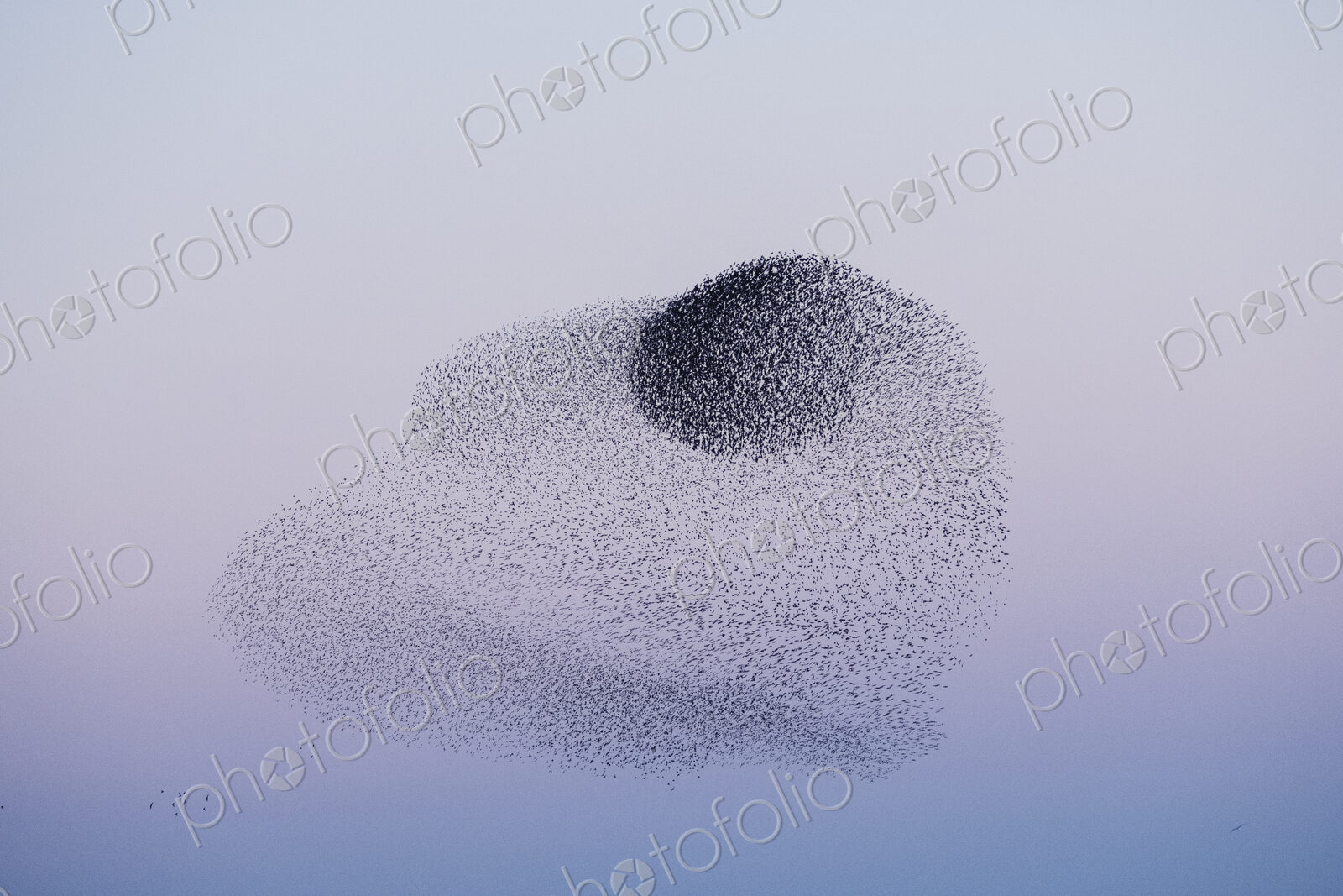 Spectacular murmuration of starlings, a swooping mass of thousands of birds in the sky.