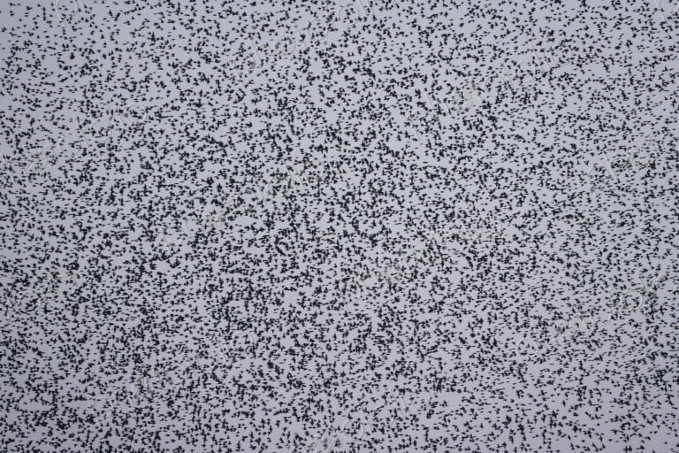 Spectacular murmuration of starlings, a swooping mass of thousands of birds in the sky.