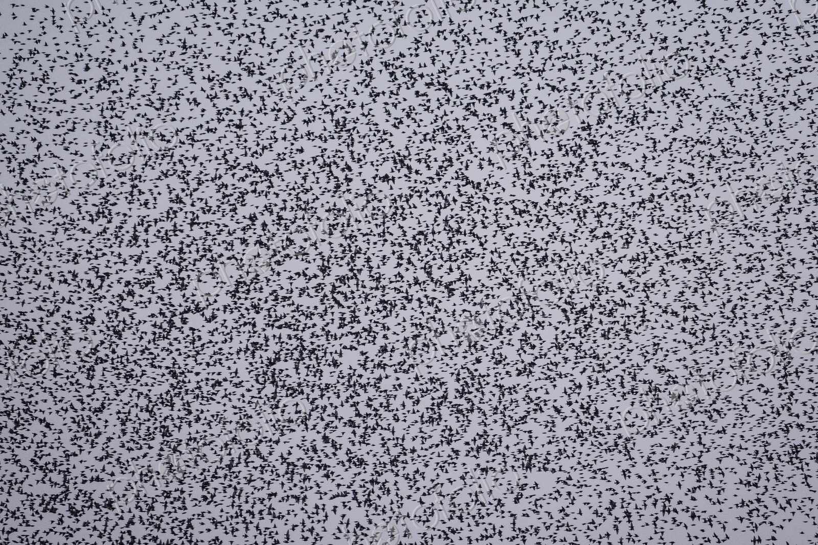 Spectacular murmuration of starlings, a swooping mass of thousands of birds in the sky.