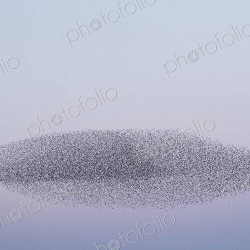 Spectacular murmuration of starlings, a swooping mass of thousands of birds in the sky. Spectacular murmuration of starlings, a swooping mass of thousands of birds in the sky.