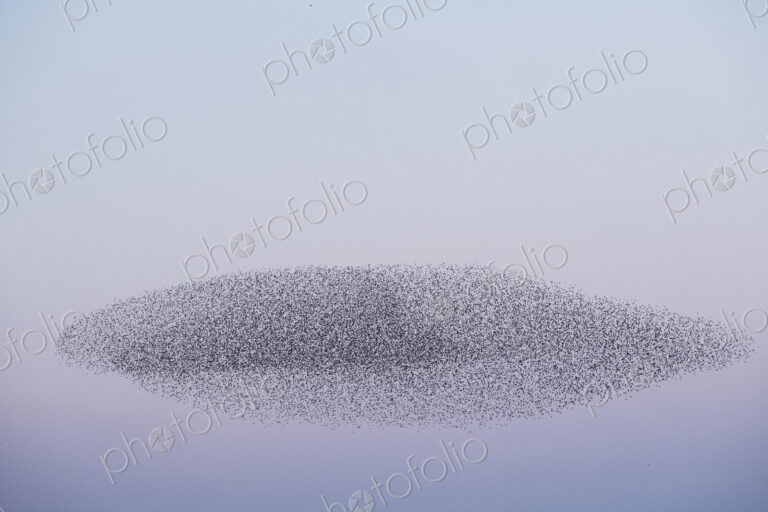 Spectacular murmuration of starlings, a swooping mass of thousands of birds in the sky.