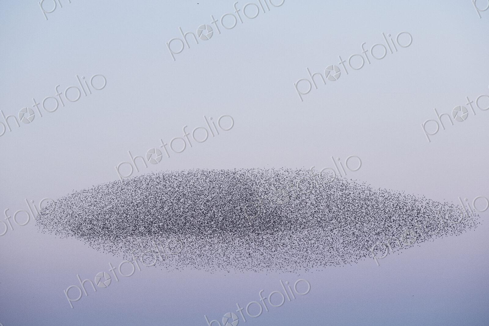 Spectacular murmuration of starlings, a swooping mass of thousands of birds in the sky.