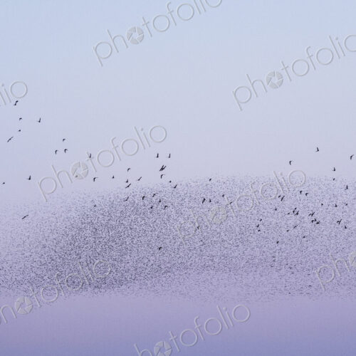 Spectacular murmuration of starlings, a swooping mass of thousands of birds in the sky. Spectacular murmuration of starlings, a swooping mass of thousands of birds in the sky.