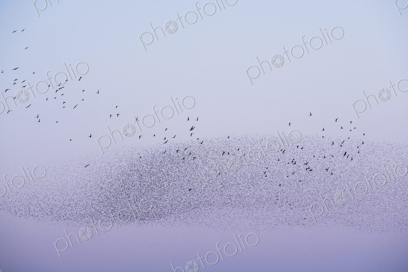Spectacular murmuration of starlings, a swooping mass of thousands of birds in the sky.