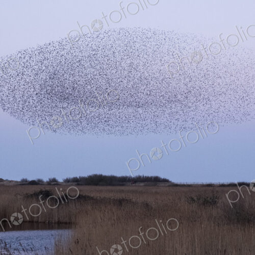 Spectacular murmuration of starlings, a swooping mass of thousands of birds in the sky. Spectacular murmuration of starlings, a swooping mass of thousands of birds in the sky.
