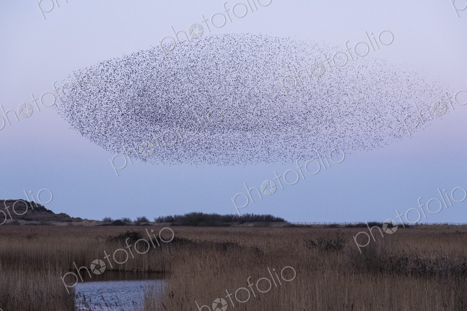 Spectacular murmuration of starlings, a swooping mass of thousands of birds in the sky.