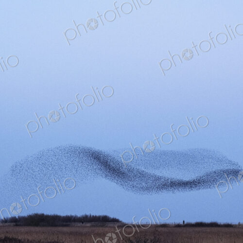 Spectacular murmuration of starlings, a swooping mass of thousands of birds in the sky. Spectacular murmuration of starlings, a swooping mass of thousands of birds in the sky.
