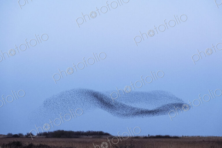 Spectacular murmuration of starlings, a swooping mass of thousands of birds in the sky.