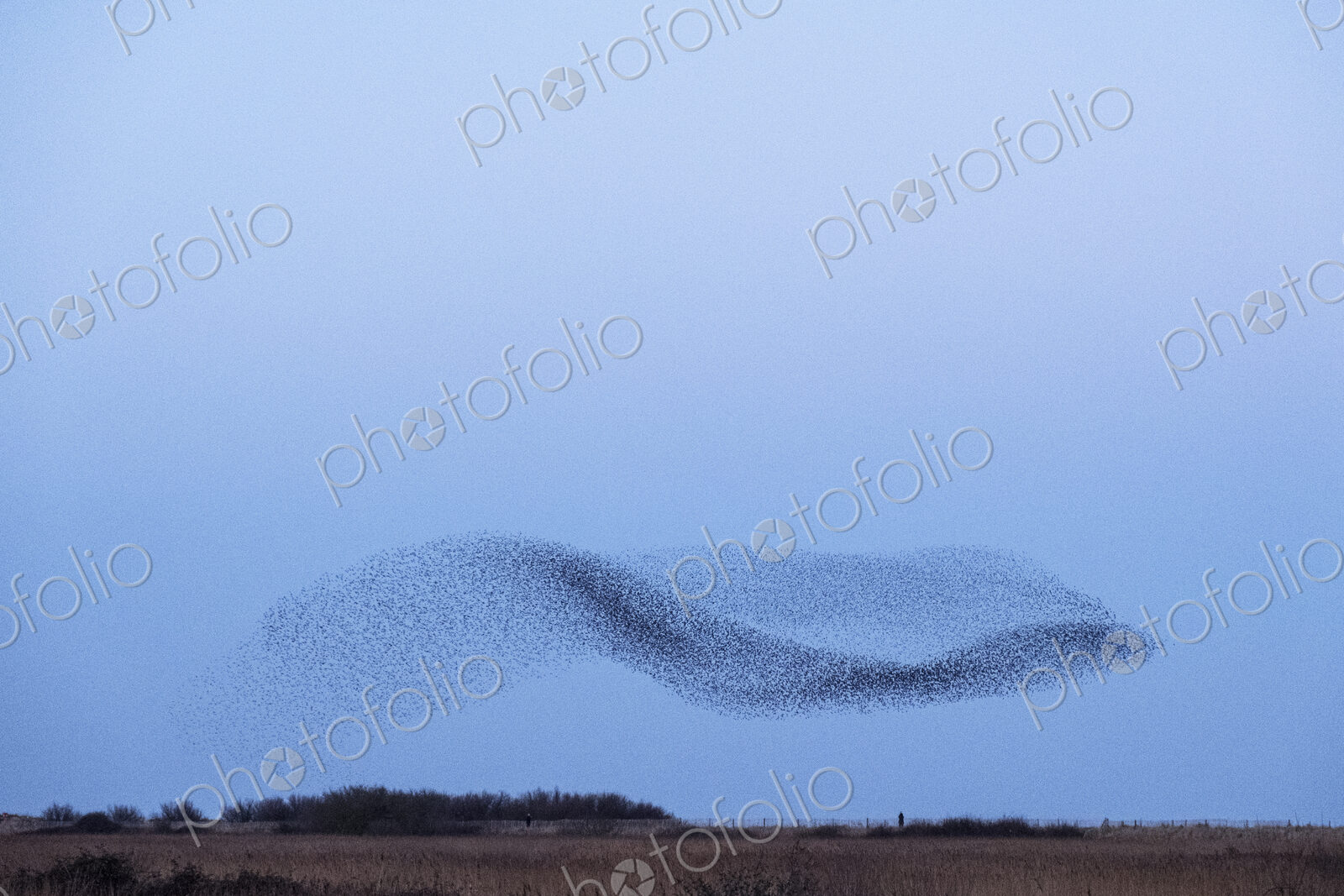 Spectacular murmuration of starlings, a swooping mass of thousands of birds in the sky.