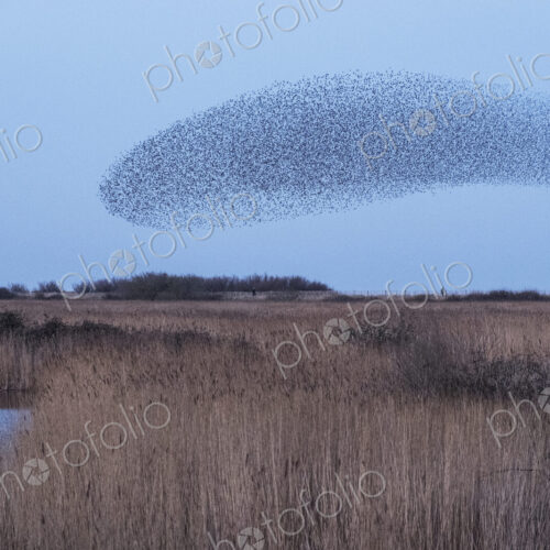 Spectacular murmuration of starlings, a swooping mass of thousands of birds in the sky. Spectacular murmuration of starlings, a swooping mass of thousands of birds in the sky.