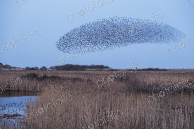 Spectacular murmuration of starlings, a swooping mass of thousands of birds in the sky.