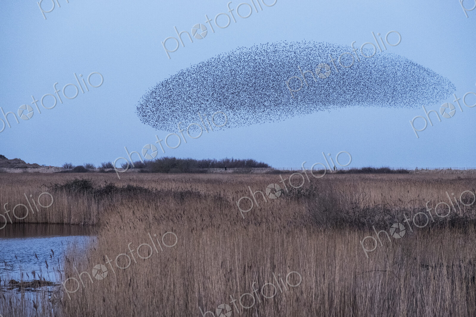 Spectacular murmuration of starlings, a swooping mass of thousands of birds in the sky.