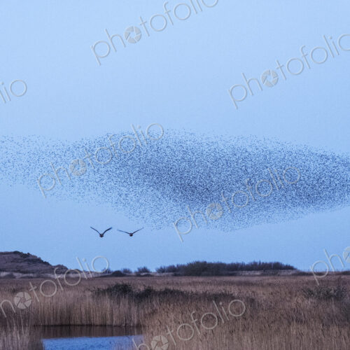 Spectacular murmuration of starlings, a swooping mass of thousands of birds in the sky. Spectacular murmuration of starlings, a swooping mass of thousands of birds in the sky.