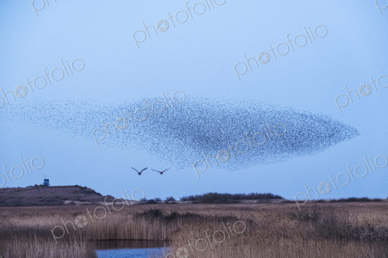 Spectacular murmuration of starlings, a swooping mass of thousands of birds in the sky.