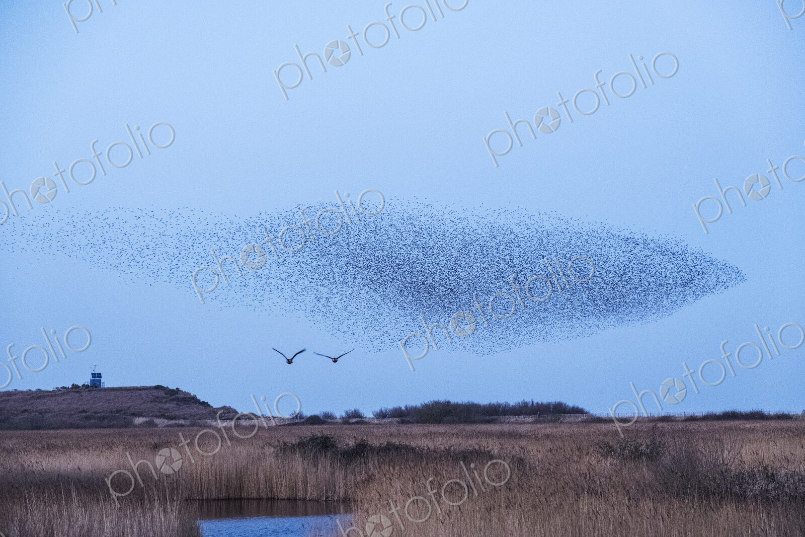 Spectacular murmuration of starlings, a swooping mass of thousands of birds in the sky.