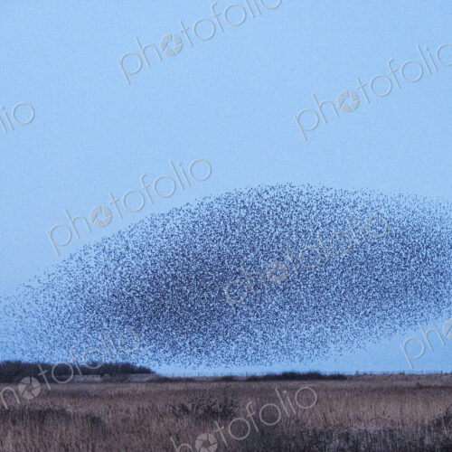 Spectacular murmuration of starlings, a swooping mass of thousands of birds in the sky. Spectacular murmuration of starlings, a swooping mass of thousands of birds in the sky.