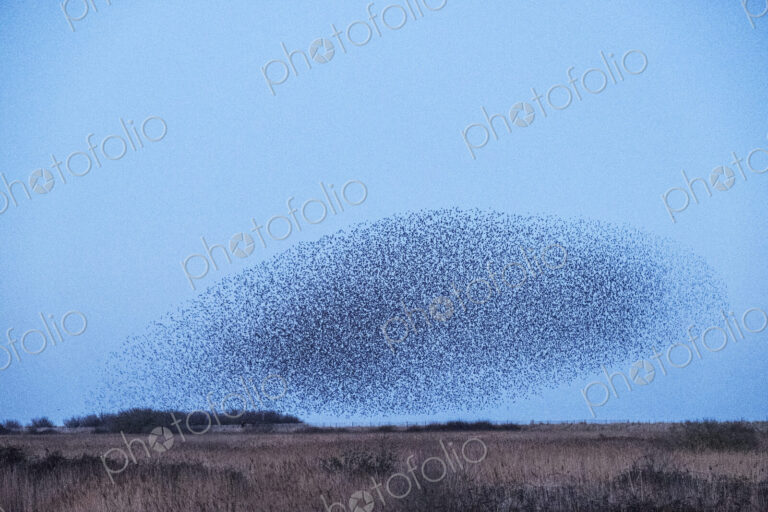 Spectacular murmuration of starlings, a swooping mass of thousands of birds in the sky.