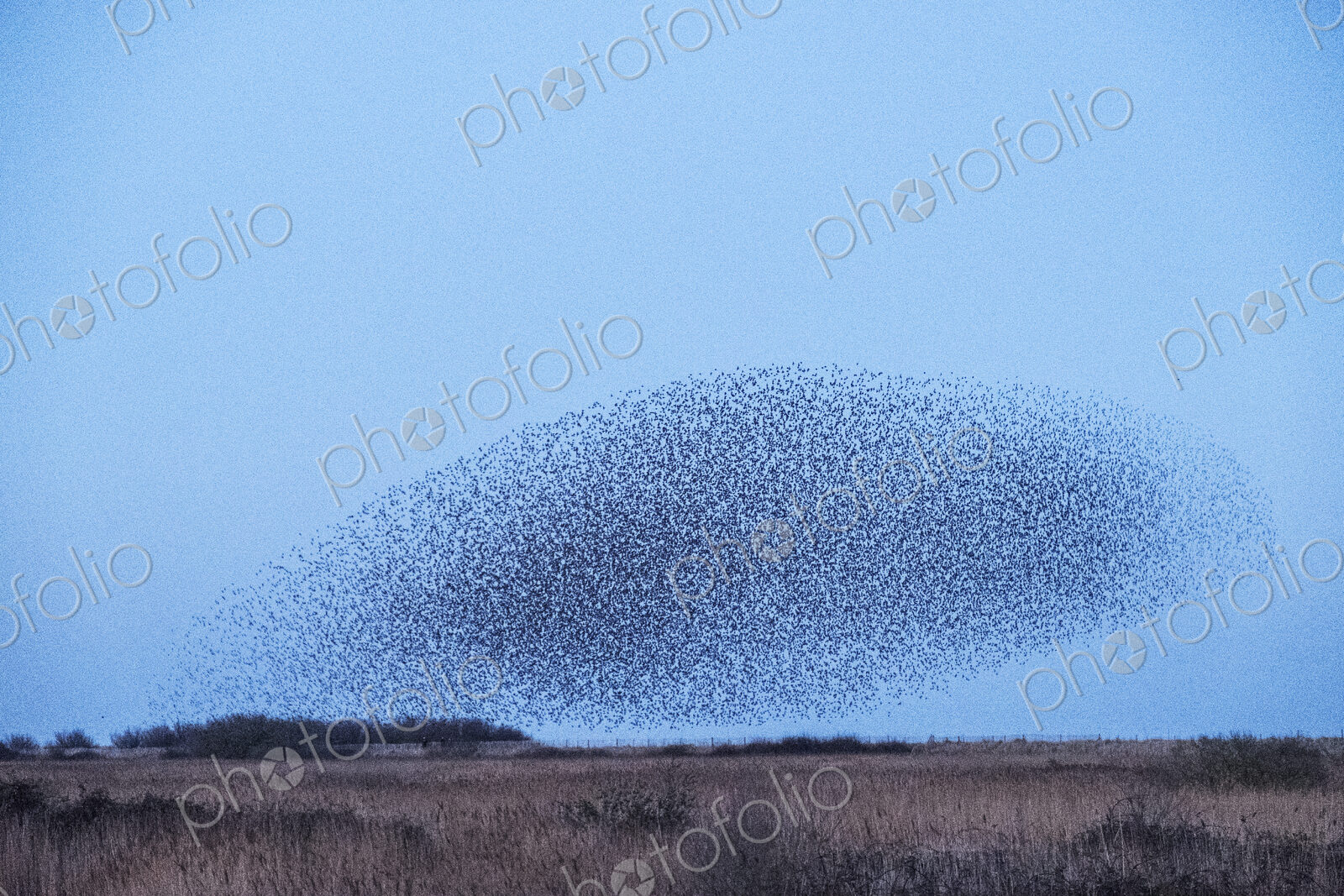 Spectacular murmuration of starlings, a swooping mass of thousands of birds in the sky.