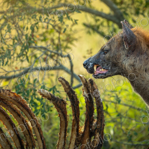Spotted Hyena, Crocuta crocuta, feeding on a giraffe carcass. Spotted Hyena, Crocuta crocuta, feeding on a giraffe carcass.