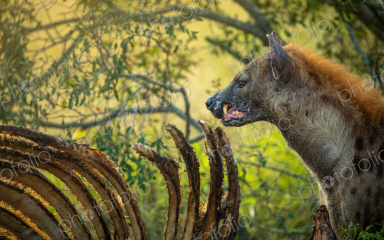Spotted Hyena, Crocuta crocuta, feeding on a giraffe carcass.