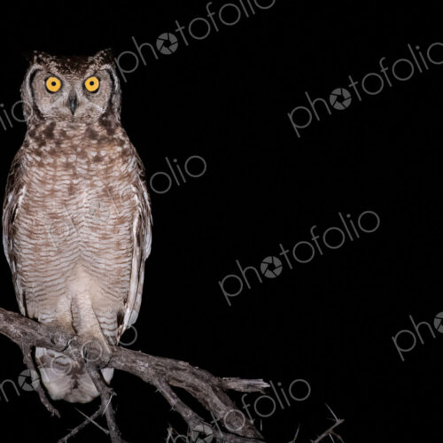 Spotted eagle owl, Bubo africanus, alert, perched on a branch at night.
