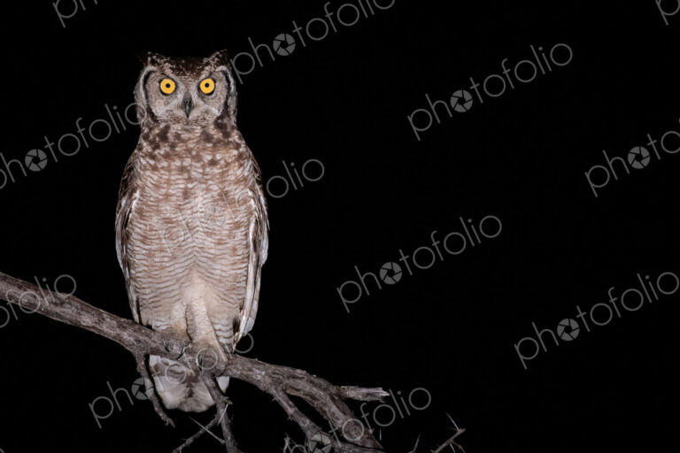 Spotted eagle owl, Bubo africanus, alert, perched on a branch at night.