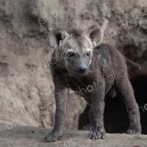 Spotted hyena cub, Crocuta crocuta, emerging from den hole. Spotted hyena cub, Crocuta crocuta, emerging from den hole.