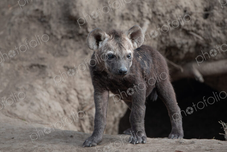 Spotted hyena cub, Crocuta crocuta, emerging from den hole.