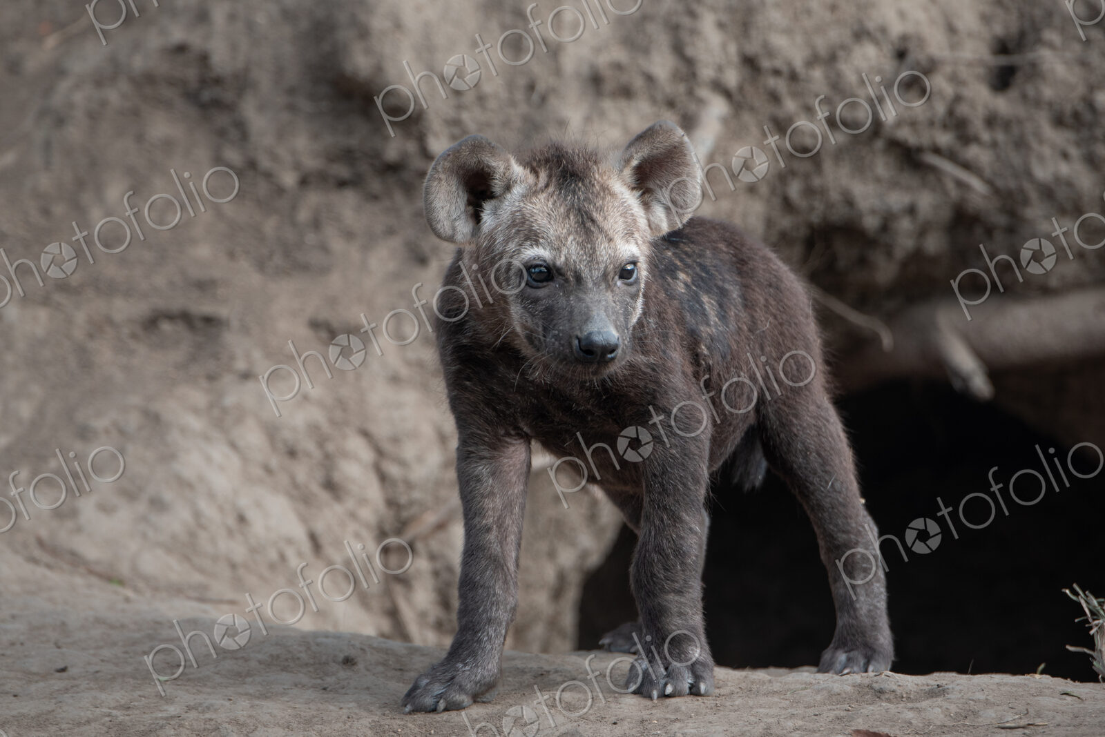 Spotted hyena cub, Crocuta crocuta, emerging from den hole.