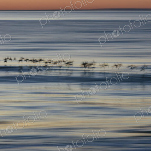 Spotter sandpipers flying over surf, Drakes Beach, Point Reyes National Seashore,…