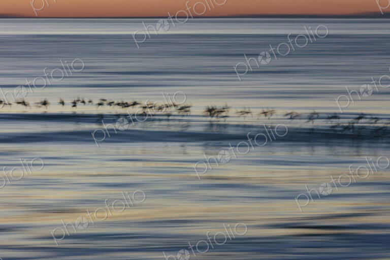 Spotter sandpipers flying over surf, Drakes Beach, Point Reyes National Seashore,…
