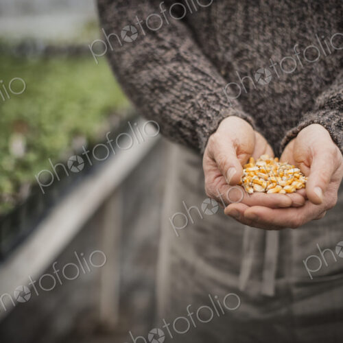 Spring Planting. A man holding a handful of plant seeds. Spring Planting. A man holding a handful of plant seeds.