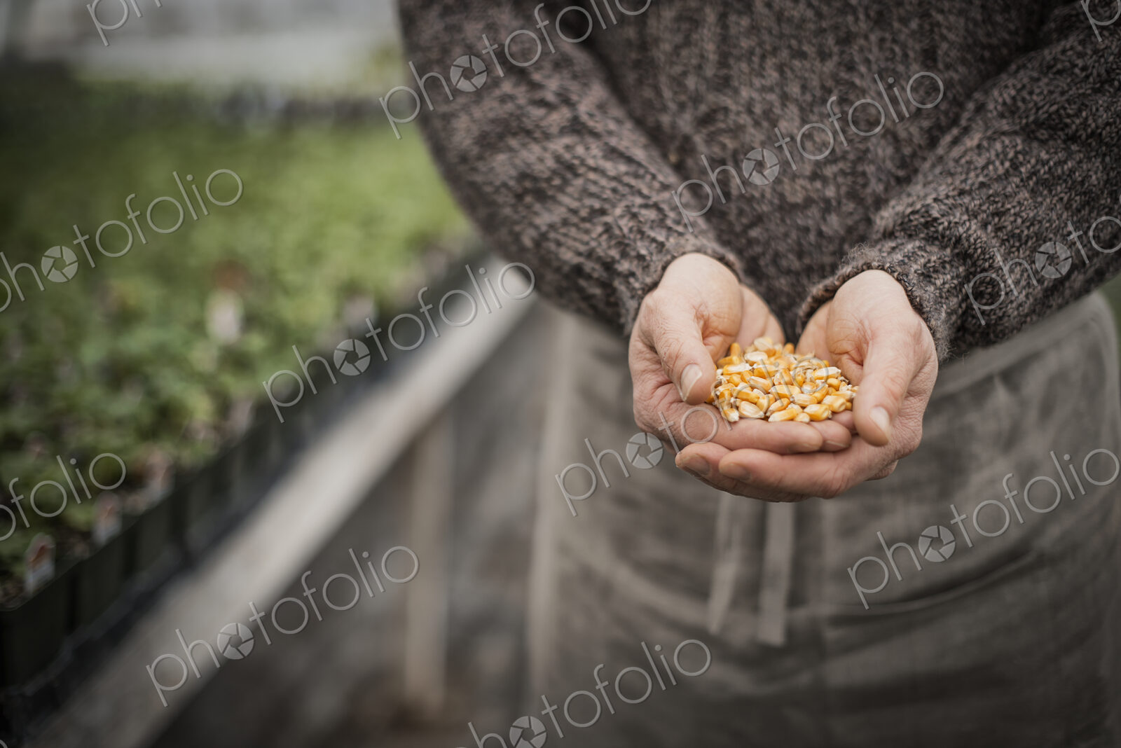 Spring Planting. A man holding a handful of plant seeds.