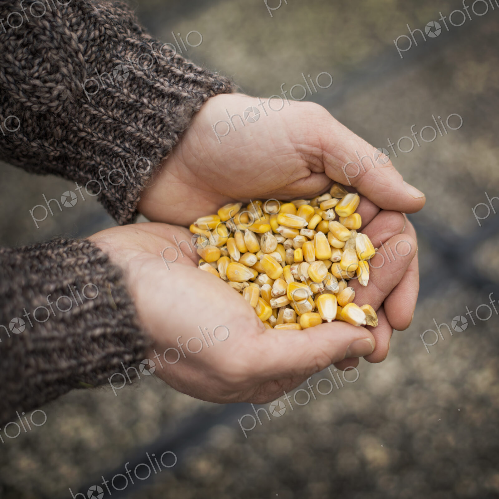 Spring Planting. A man holding a handful of plant seeds.