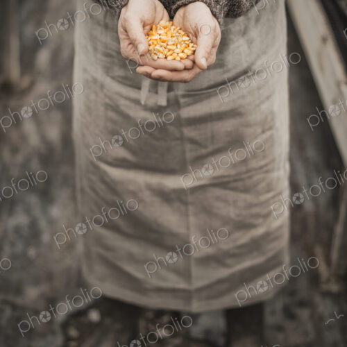 Spring Planting. A man holding a handful of plant seeds in his cupped hands. Spring Planting. A man holding a handful of plant seeds in his cupped hands.