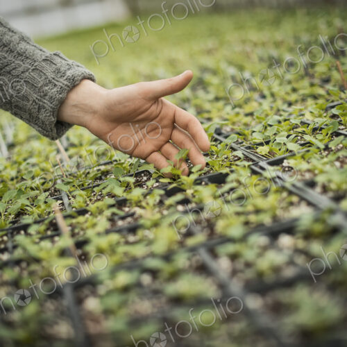 Spring Planting. A man tending trays of small plant seedlings.
