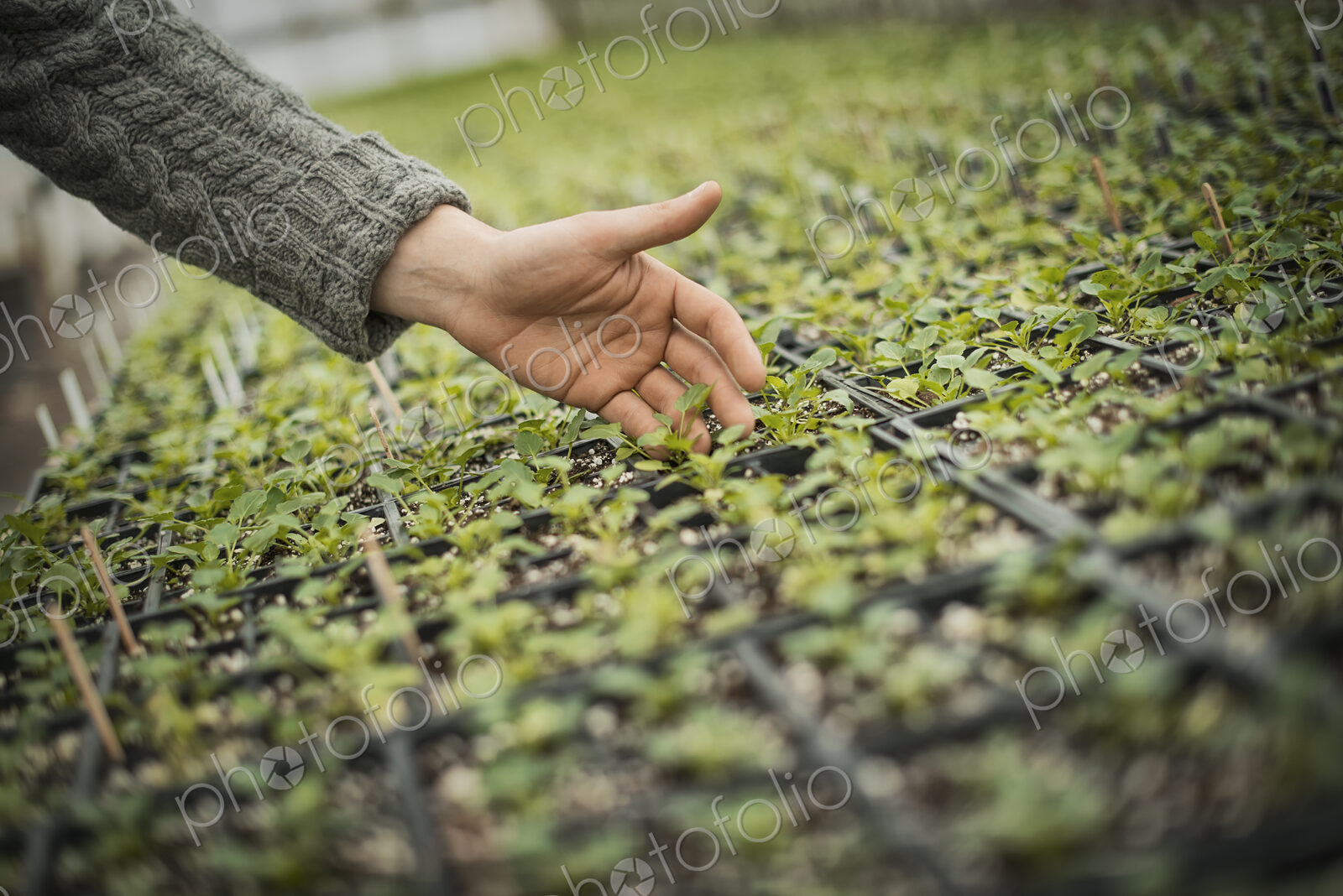 Spring Planting. A man tending trays of small plant seedlings.