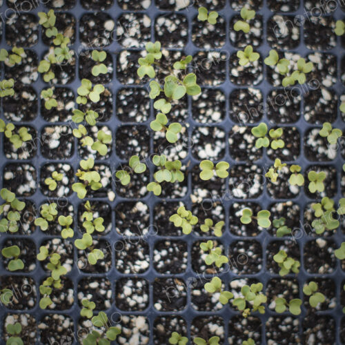 Spring Planting. A tray of small seedlings growing under glass.