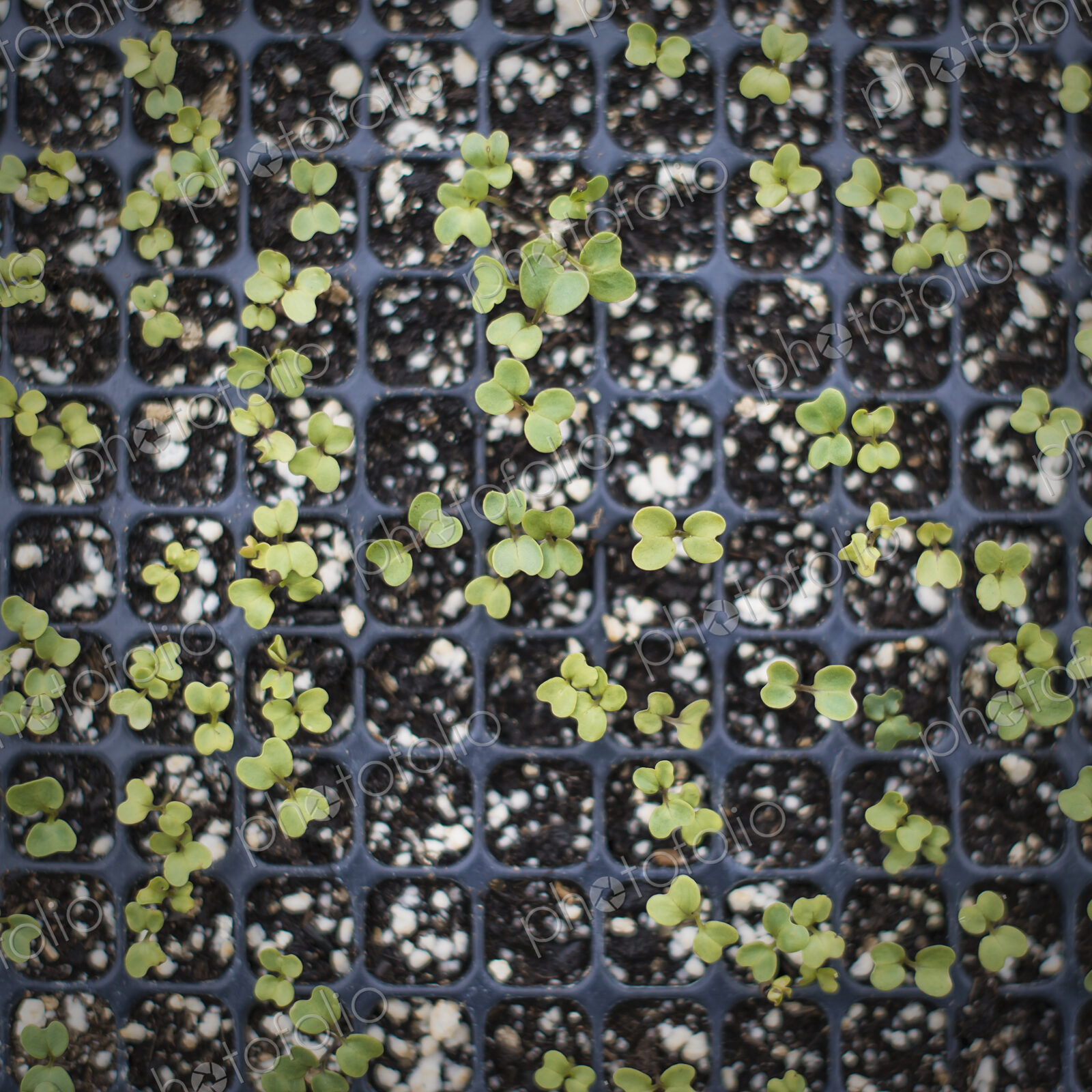 Spring Planting. A tray of small seedlings growing under glass.