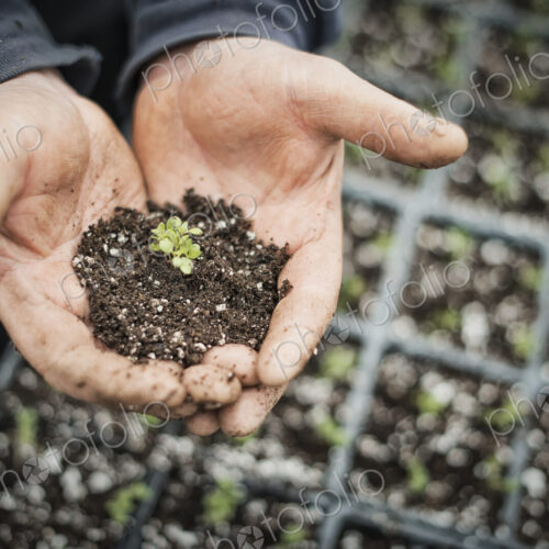 Spring growth in an organic nursery. A person with a handful of soil and a healthy new… Spring growth in an organic nursery. A person with a handful of soil and a healthy new…