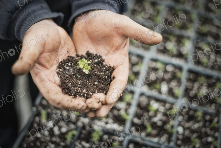 Spring growth in an organic nursery. A person with a handful of soil and a healthy new…