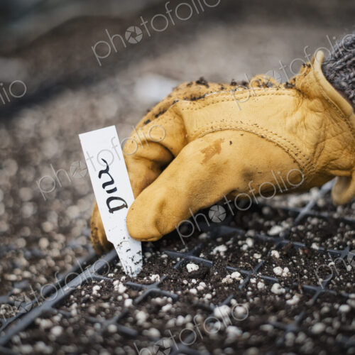 Spring growth in an organic nursery. Planting and labelling seed. Spring growth in an organic nursery. Planting and labelling seed.